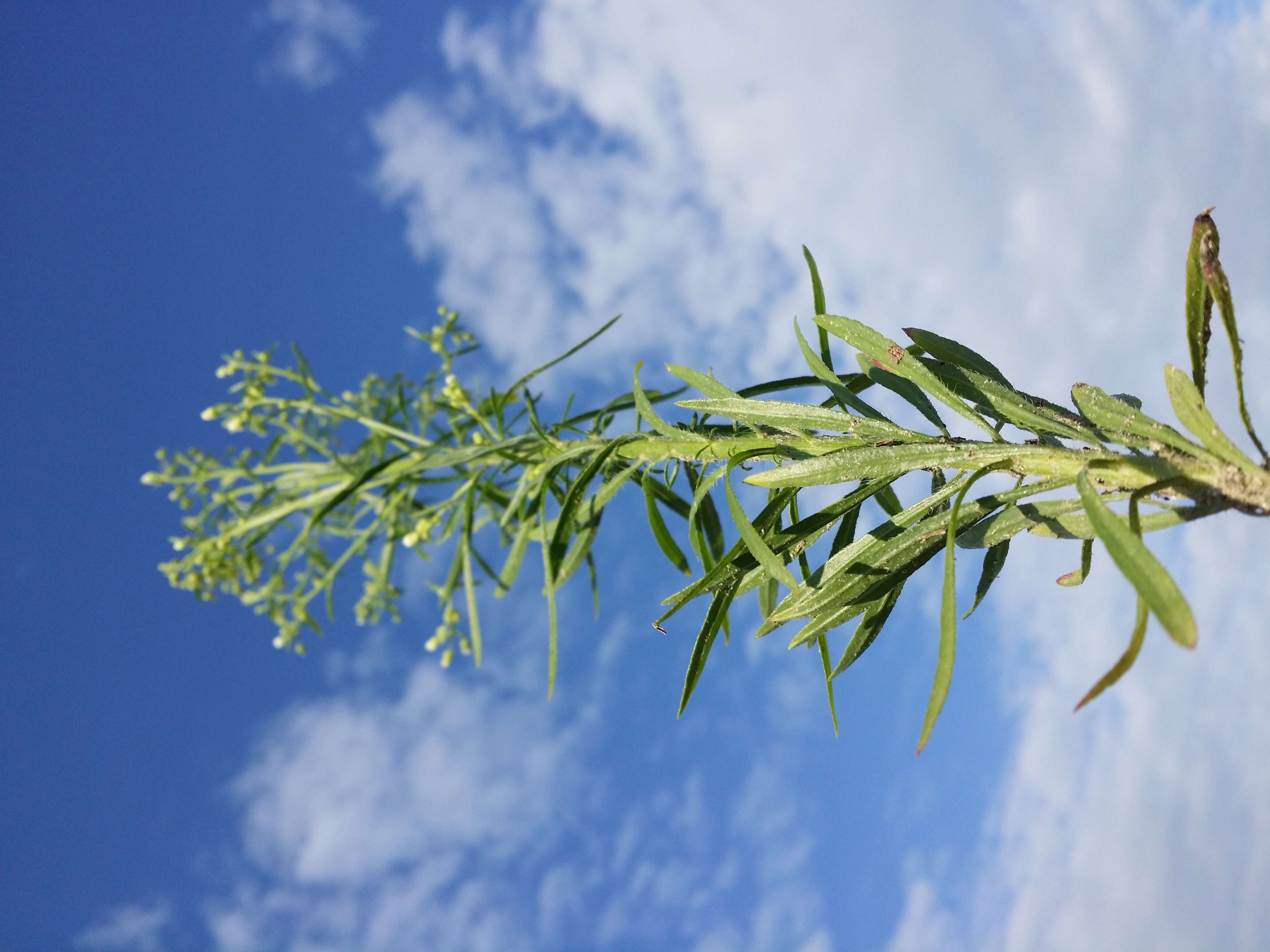 Image of Canadian Horseweed