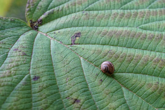 Imagem de Viburnum furcatum Bl. ex Hook. fil. & Thoms.