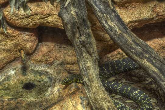 Image of King ratsnake