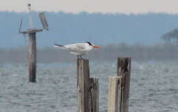 Image of Royal Tern