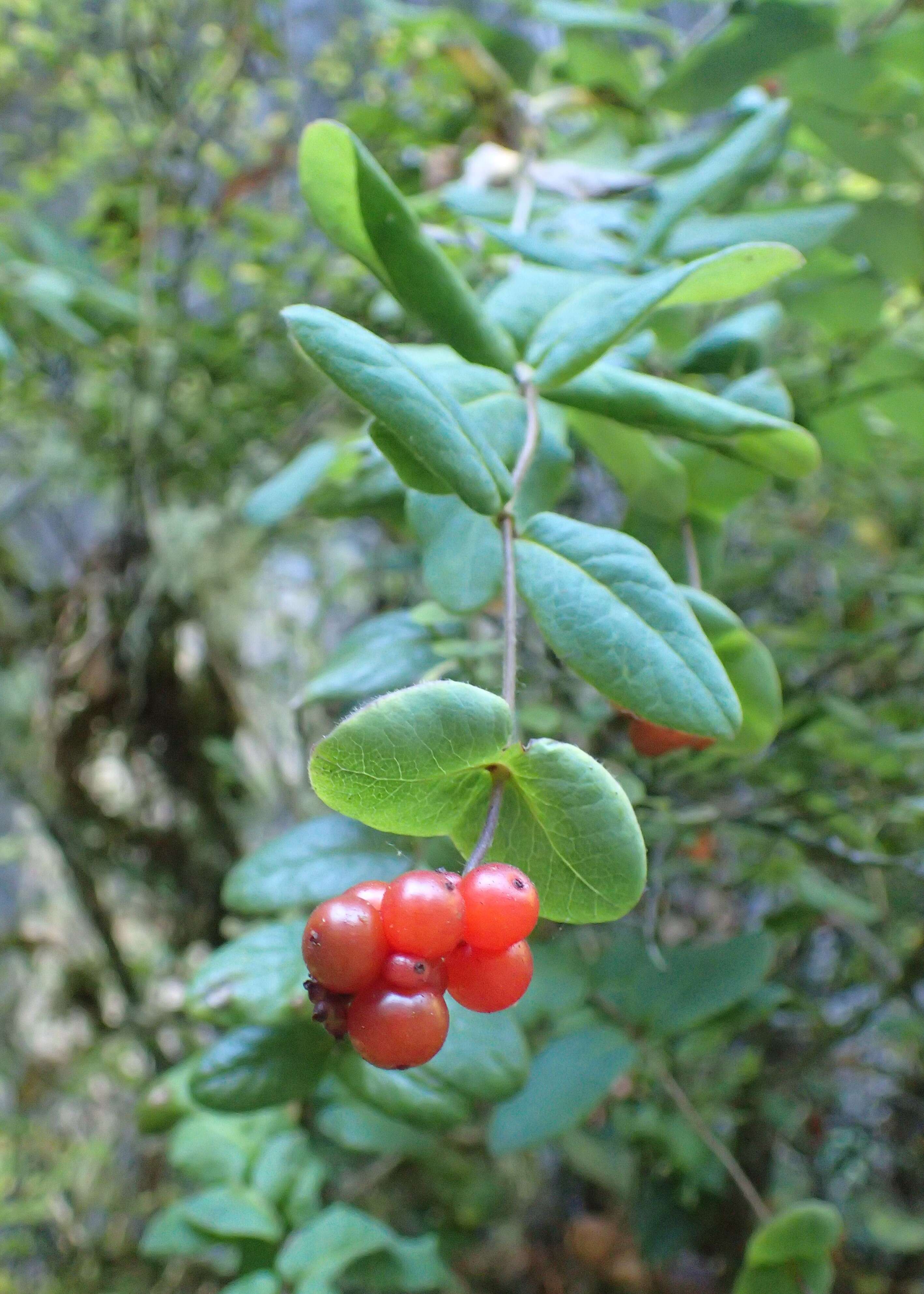 Image of pink honeysuckle