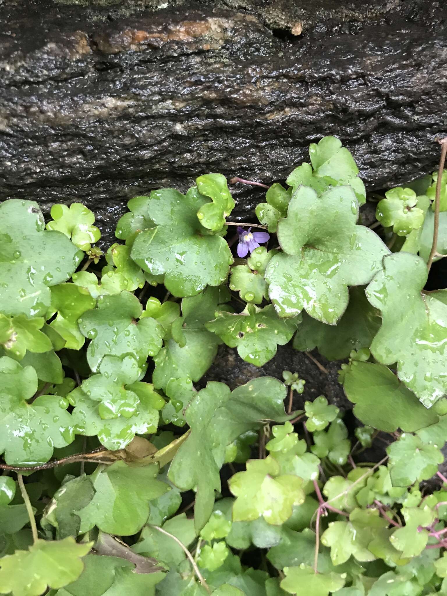 Image of Ivy-leaved Toadflax