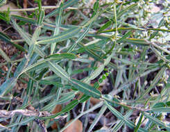 Image of Baccharis articulata (Lam.) Pers.