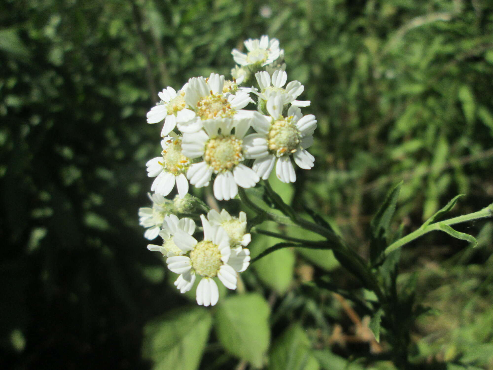 Image of Sneezeweed