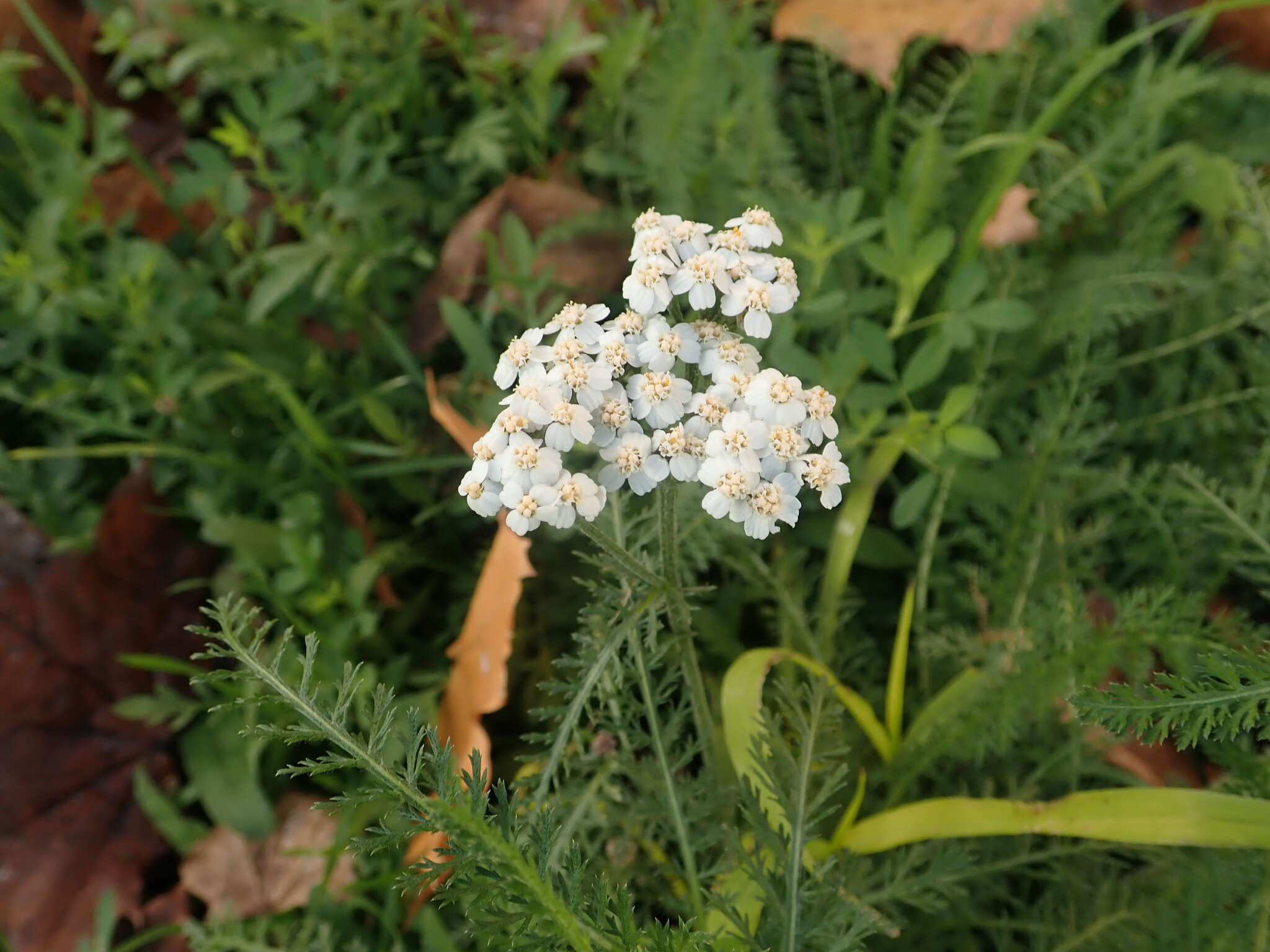 Image of yarrow, milfoil