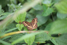 Image of chocolate pansy