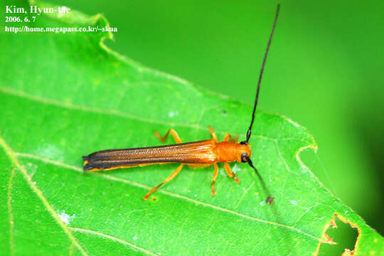 Image of Oberea atropunctata Pic 1916