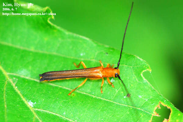 Sivun Oberea atropunctata Pic 1916 kuva