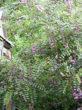 Imagem de Indigofera pendula Franch.