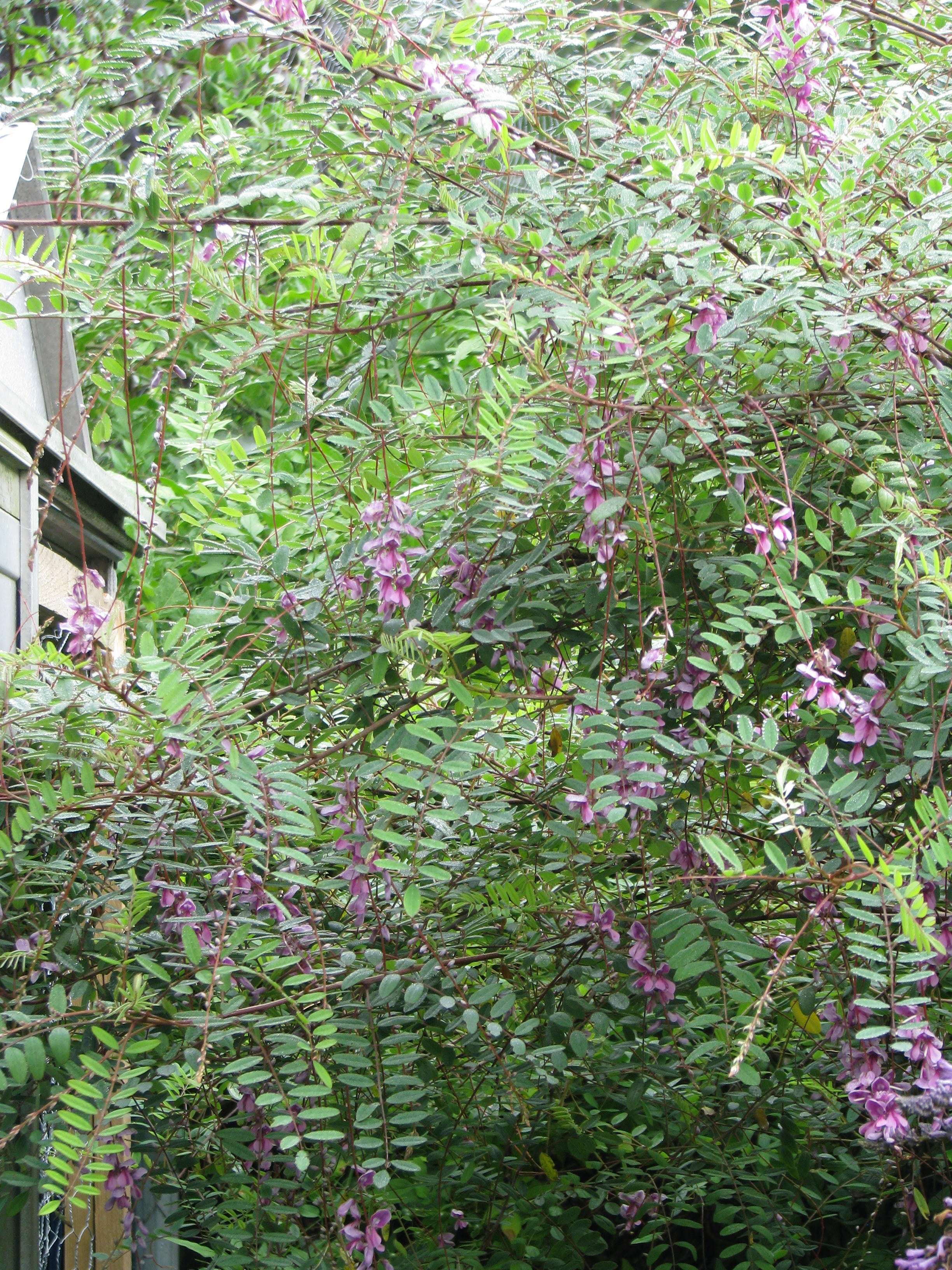 Sivun Indigofera pendula Franch. kuva