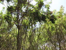 صورة Aristolochia elegans Mast.