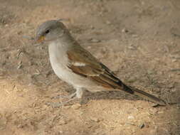 Image of Cape Sparrow