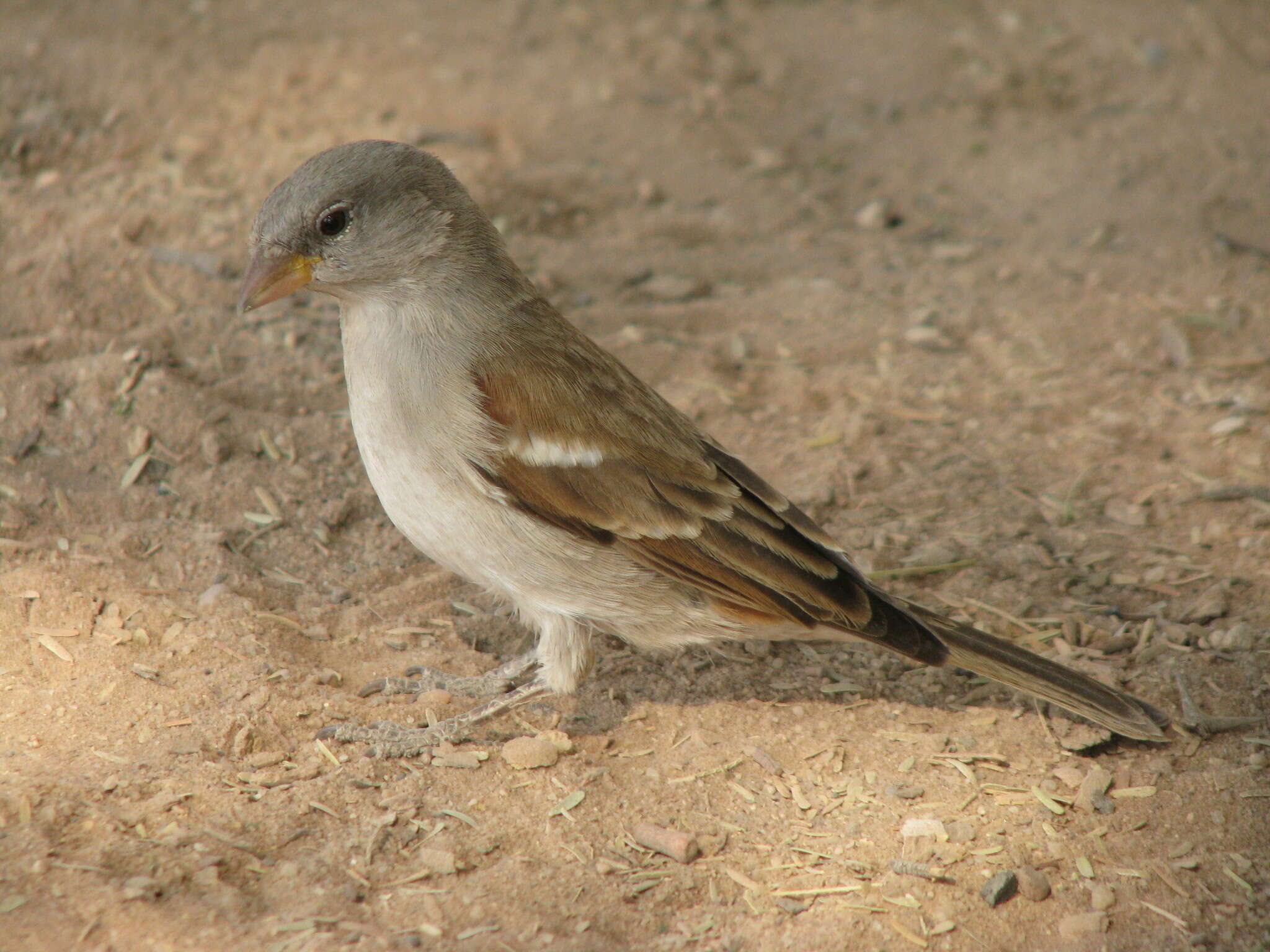 Image of Cape Sparrow