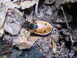 Dendroxena quadrimaculata (Scopoli 1771) resmi