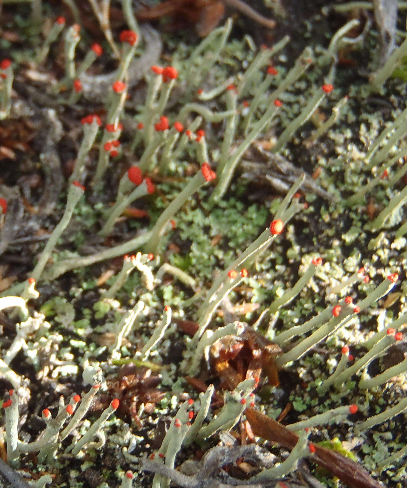 Image of Cladonia macilenta