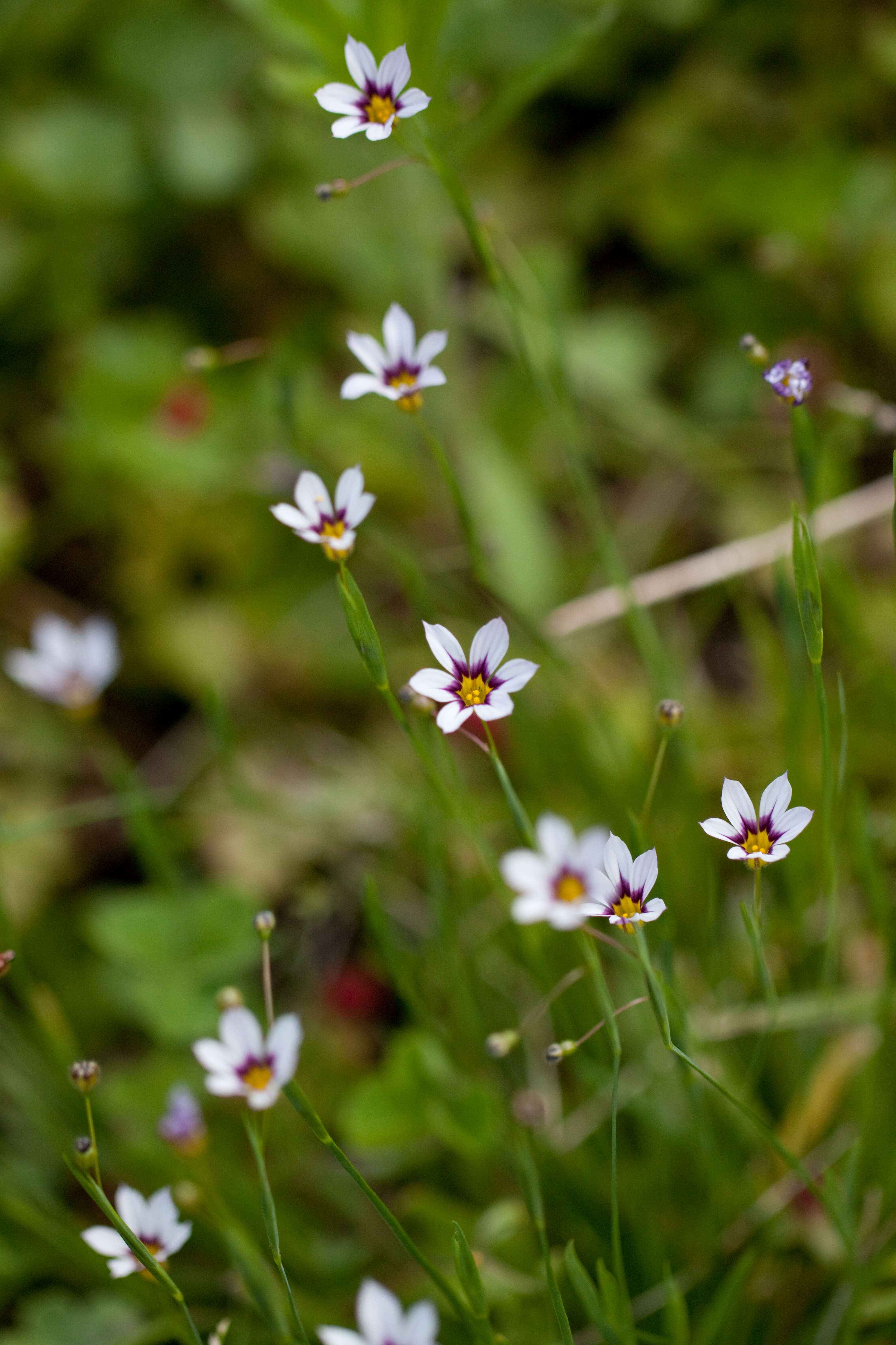 Image of eastern blue-eyed grass