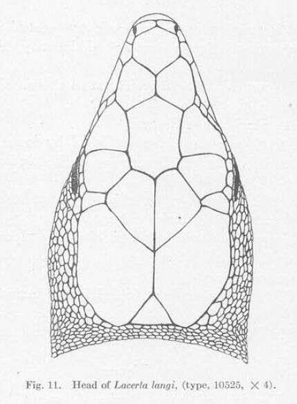 Image of Gastropholis echinata (Cope 1862)
