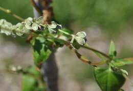 Plancia ëd Fallopia convolvulus (L.) A. Löve