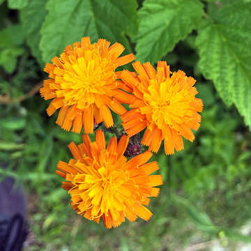 Imagem de Pilosella aurantiaca (L.) Sch. Bip., F. W. Schultz & Sch. Bip.