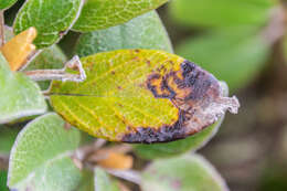 Image de Brachyglottis elaeagnifolia (Hook. fil.) B. Nord.