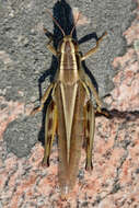 Melanoplus bivittatus (Say 1825)的圖片