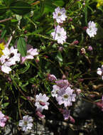 Image of Heliosperma pusillum (Waldst. & Kit.) Rchb.