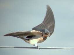 Image of Hirundo Linnaeus 1758