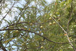 Plancia ëd Phyllanthus emblica L.