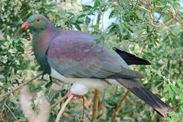 Image of Kererū