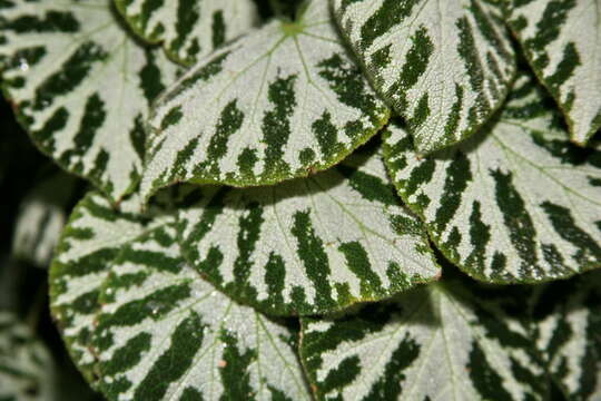 Слика од Begonia imperialis Lem.