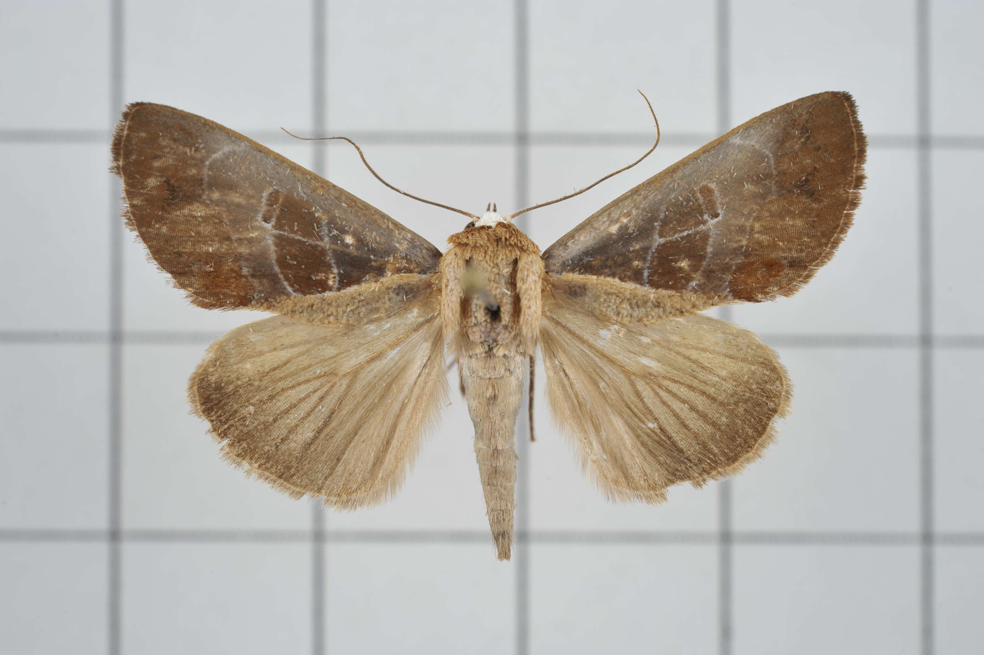 Image of Westermannia elliptica Bryk 1913