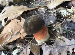 Image of Neoboletus luridiformis (Rostk.) Gelardi, Simonini & Vizzini 2014