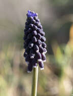 Image of Armenian grape hyacinth