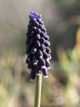 Imagem de Muscari armeniacum H. J. Veitch