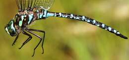 Image of Canada Darner