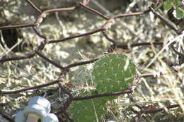 Image of Panhandle Prickly-pear