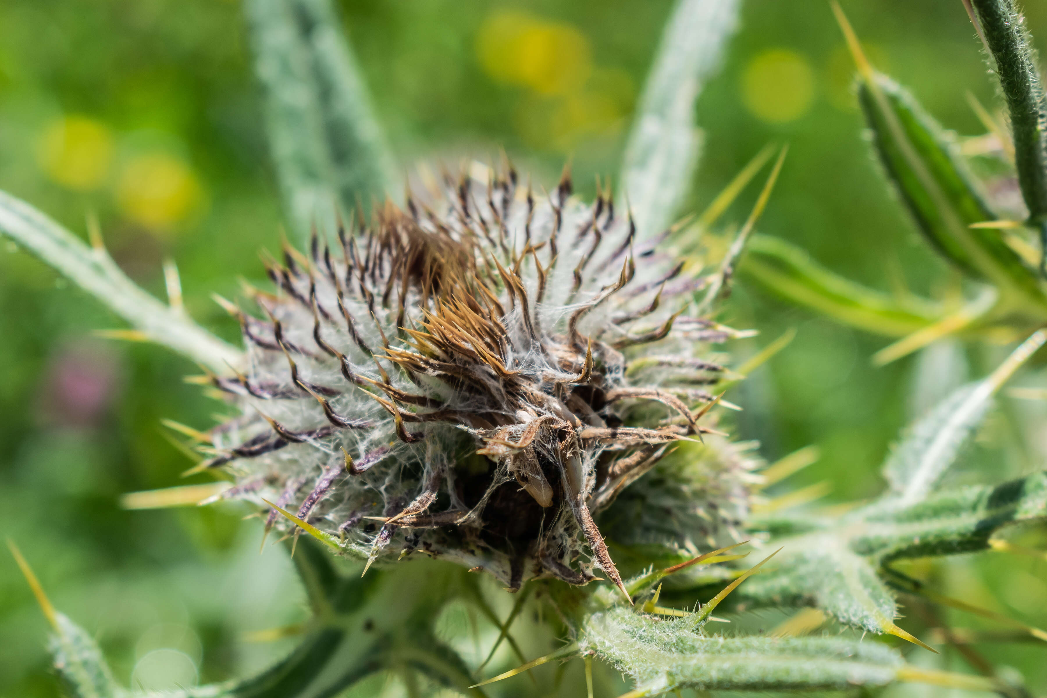 Image of woolly thistle