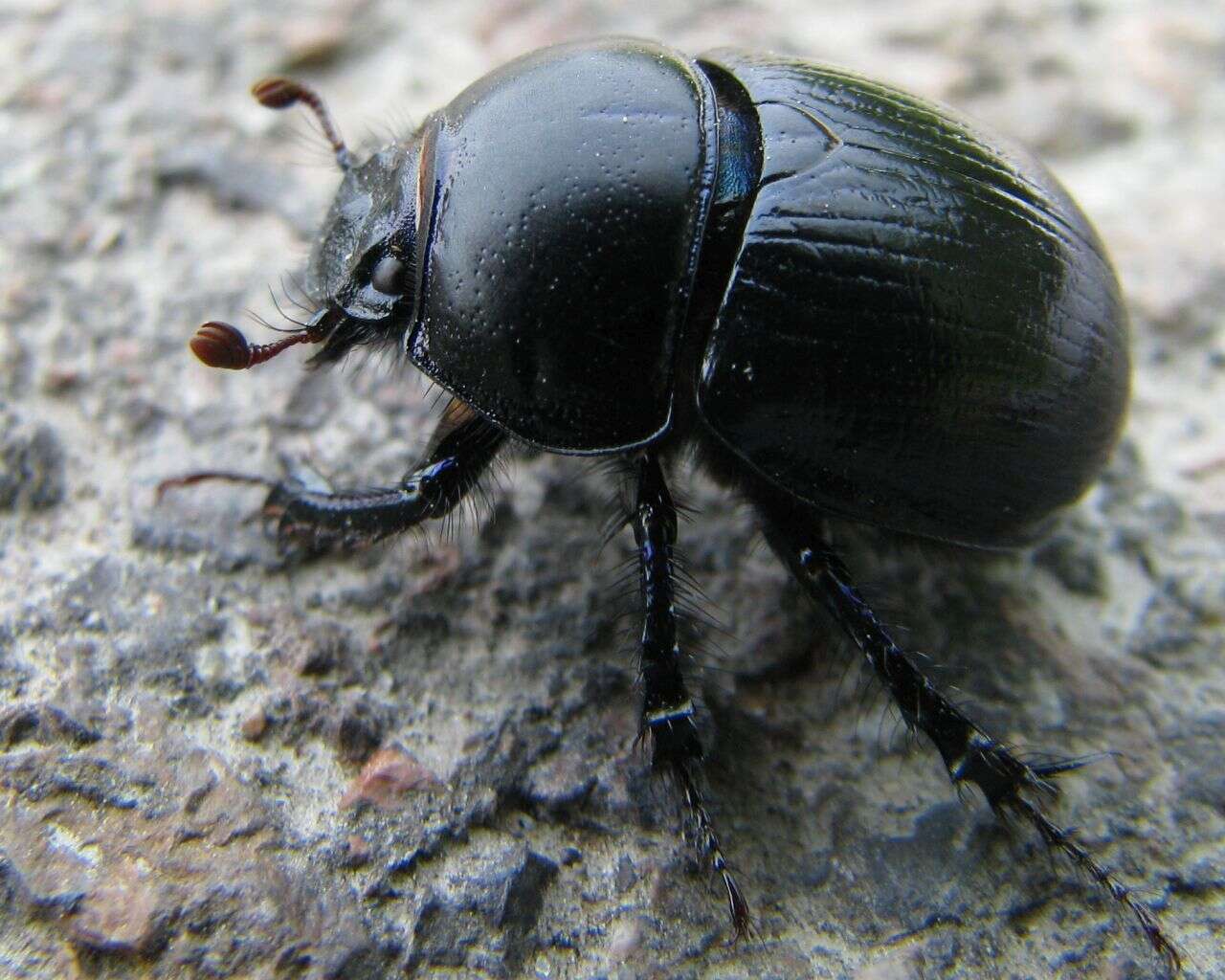 Image of Anoplotrupes