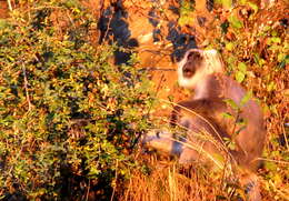 Image of Central Himalayan Langur