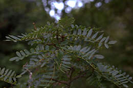 Image of Sorbus foliolosa (Wall.) Spach