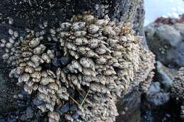 Image of goose-necked barnacle