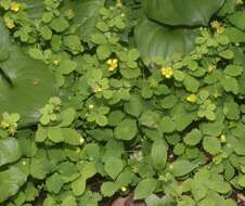 Image de Potentilla centigrana Maxim.