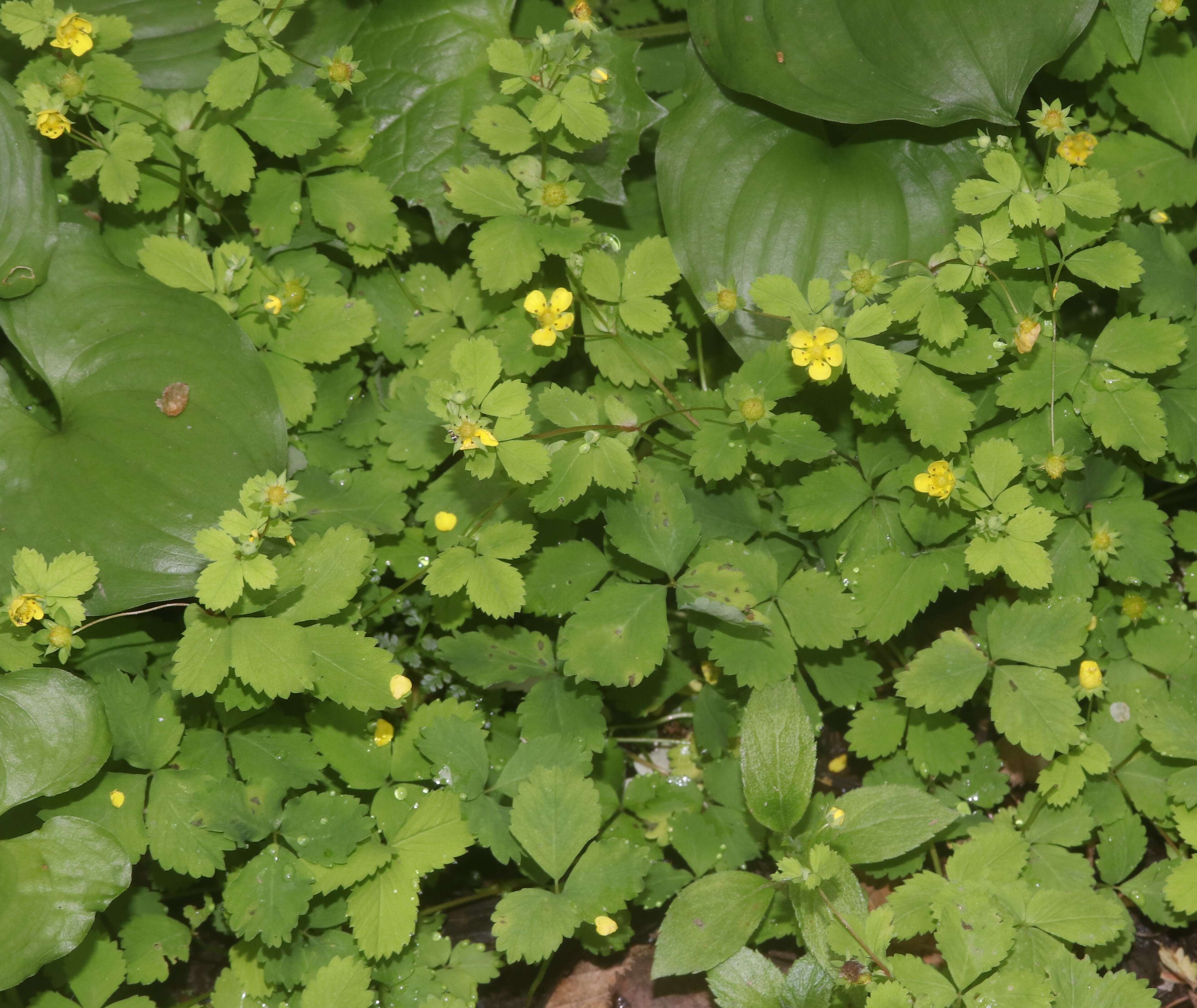 Image of Potentilla centigrana Maxim.