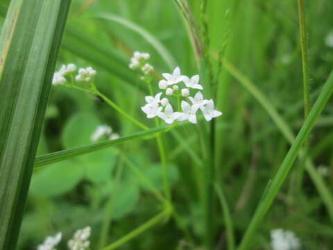 Imagem de Galium palustre L.