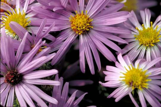 Image of aromatic aster