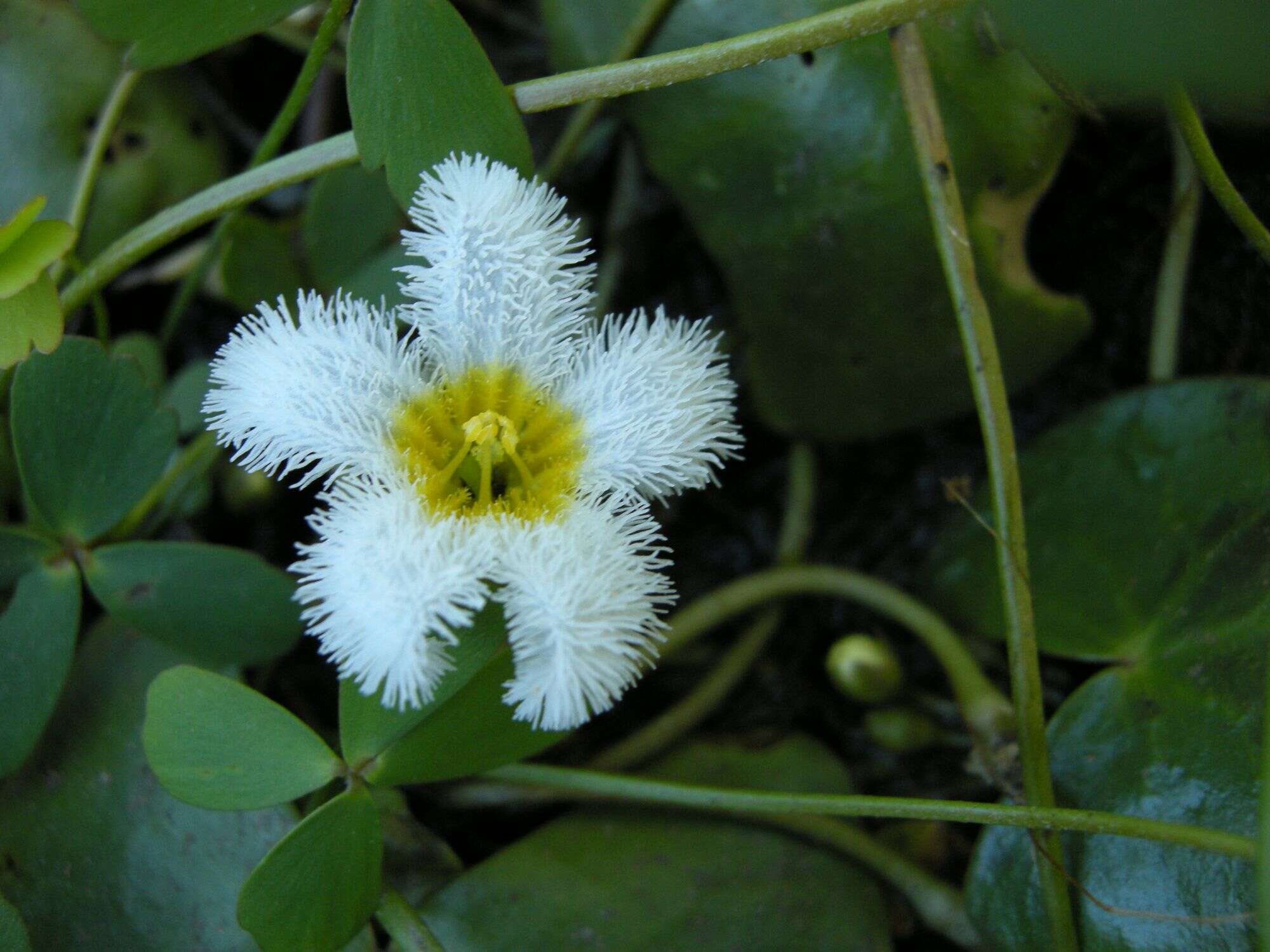 Image of Water-snowflake