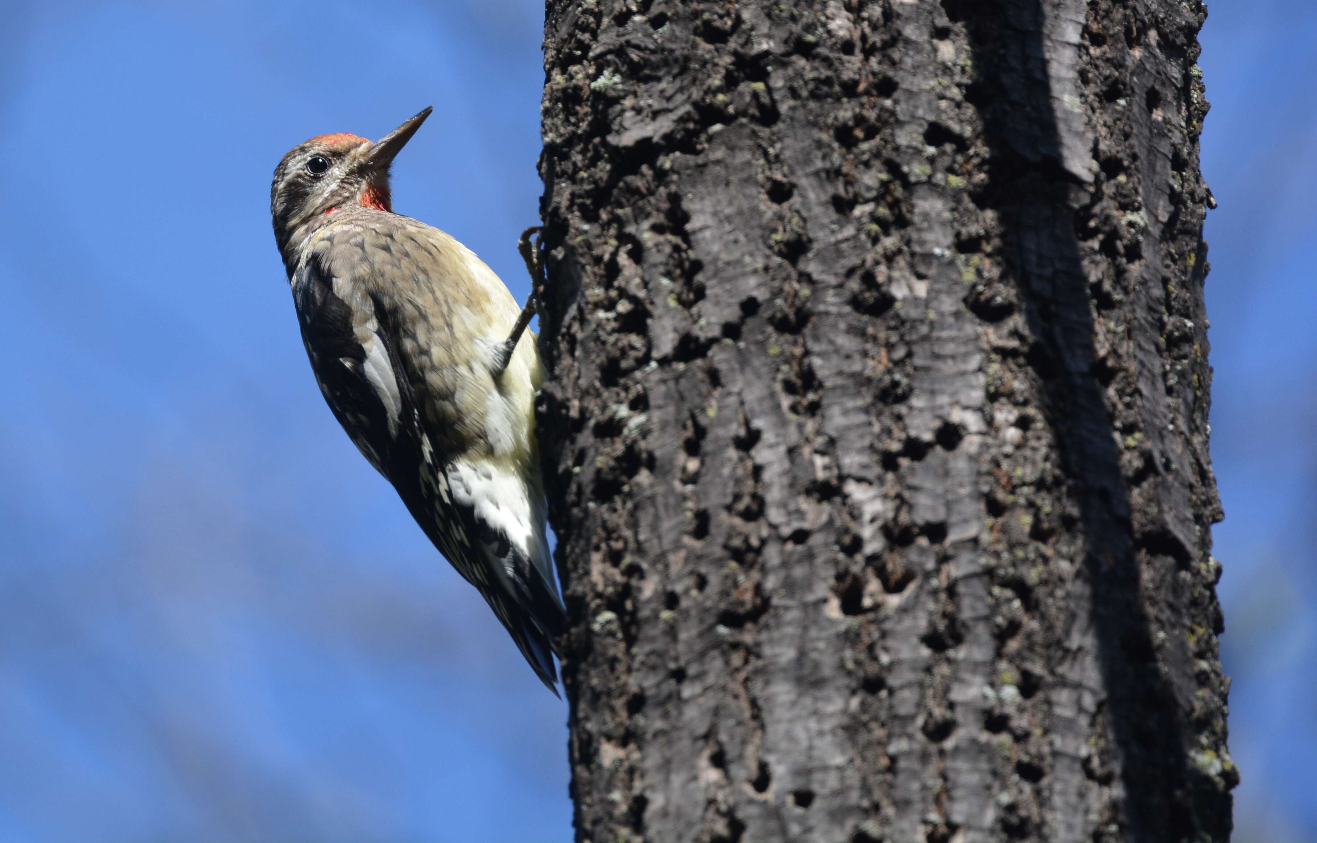 Image of Sapsucker