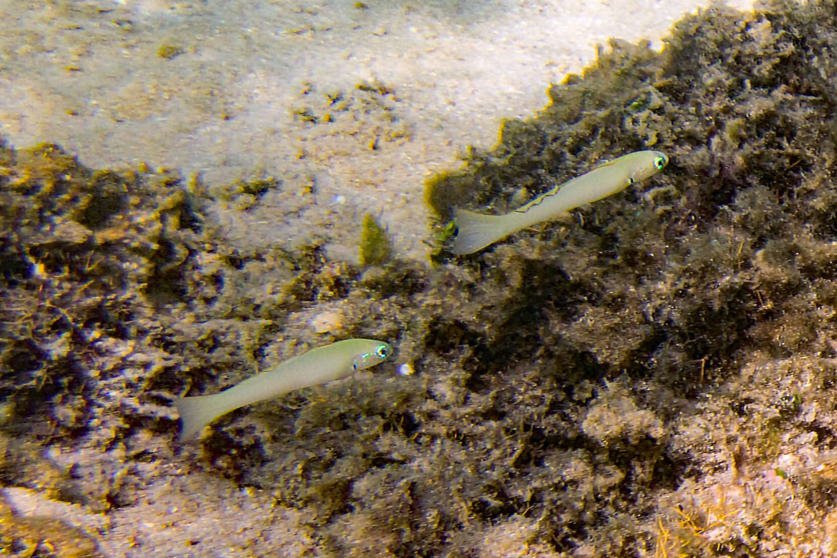 Image of Blue gudgeon