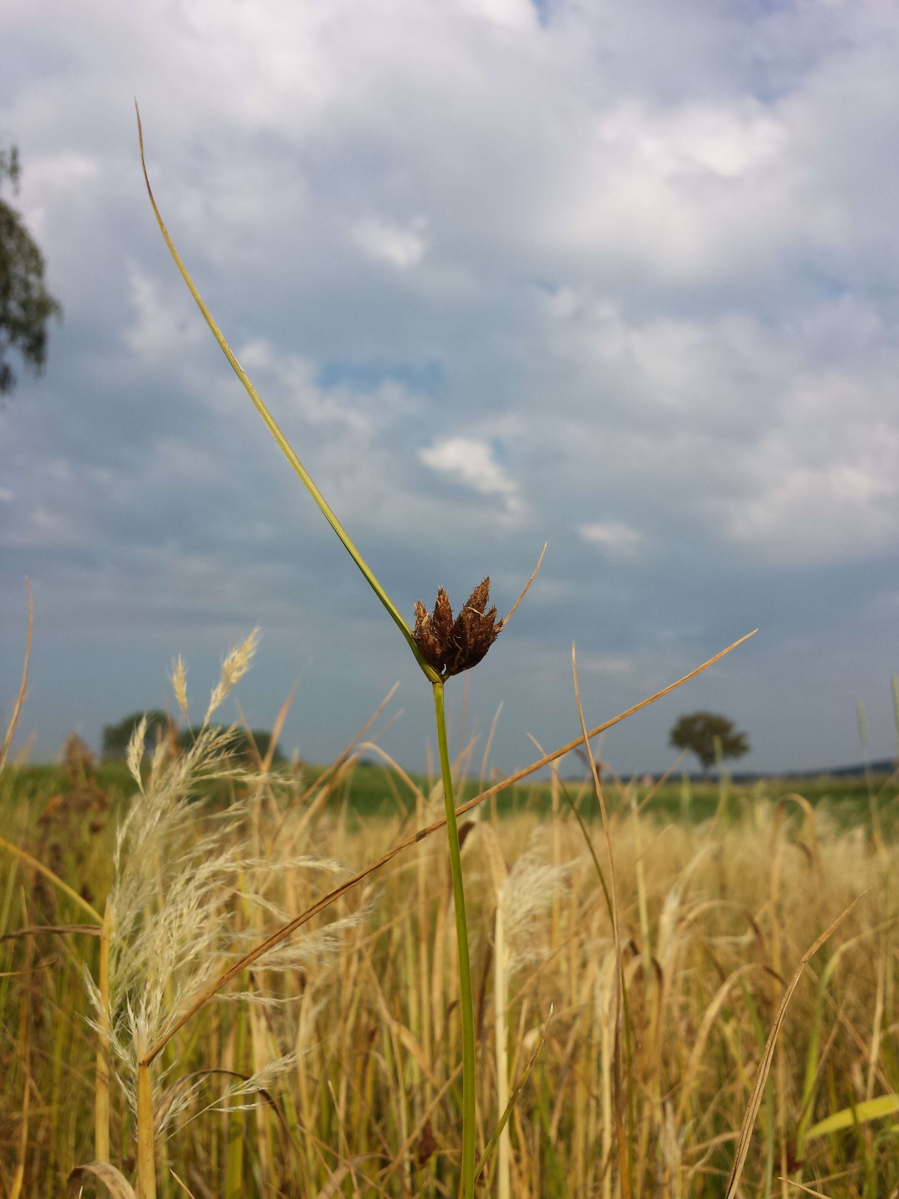 Imagem de Bolboschoenus planiculmis (F. Schmidt) T. V. Egorova