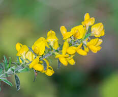 Imagem de Genista pilosa L.